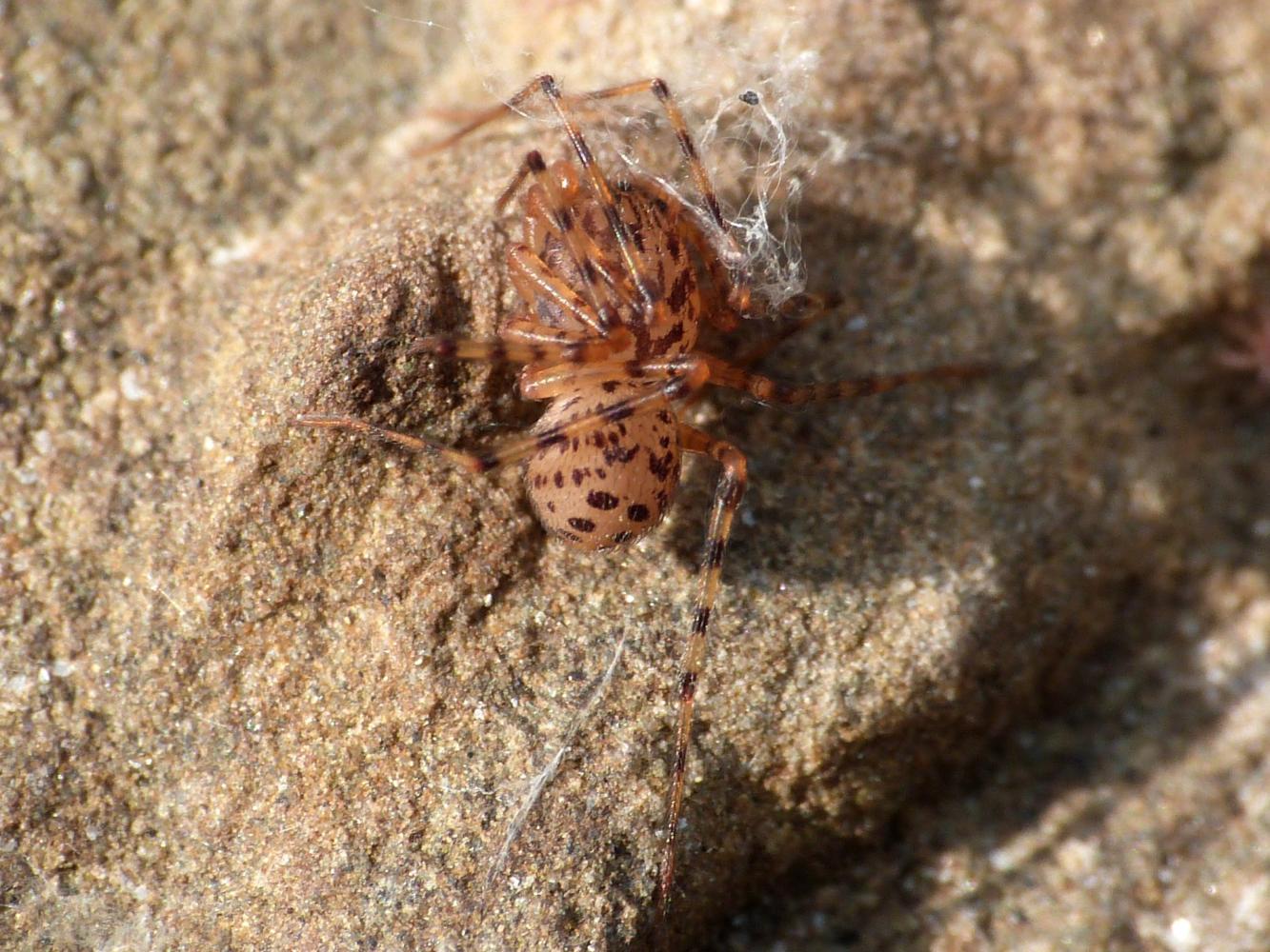 Scytodes thoracica (maschio) - Tolfa (RM)